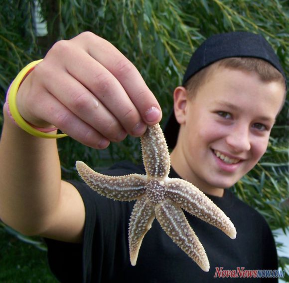  the multitude of starfish turning up last week in Bridgetown Nova Scotia 