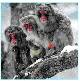 Japanese Macaques